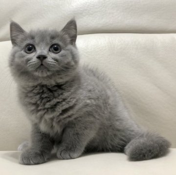 マンチカン(長足)【鹿児島県・女の子・2023年1月11日・ブルー】の写真「💕見学当日に連れて帰れます😊💕🎶」