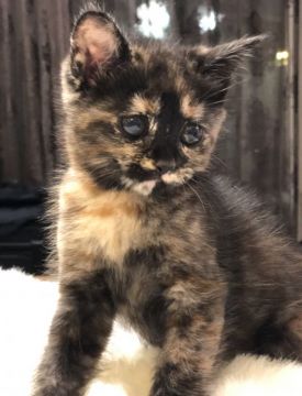 スコティッシュフォールド(立ち耳)【鹿児島県・女の子・2019年3月26日・トーティ】の写真「💕オンリーワンの可愛さ😆💕」