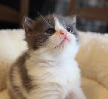 スコティッシュフォールド(立ち耳)【鹿児島県・女の子・2018年12月8日・ブルー&ホワイト】の写真「ブルーのハチワレちゃん😻お父さん猫チャンピオン😼」