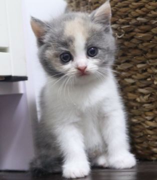 スコティッシュフォールド(立ち耳)【鹿児島県・女の子・2018年7月24日・ダイリュートキャリコ】の写真「🌻パパ猫ダブルチャンピオン！おっとりな女の子☺️」