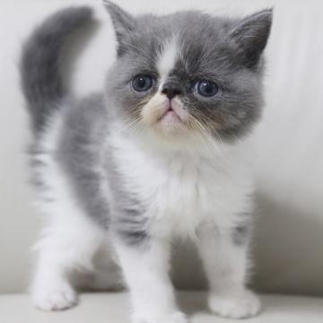 エキゾチックショートヘア【鹿児島県・男の子・2022年9月4日・ブルー&ホワイト】の写真「💕おっとり顔の可愛い僕ちゃん😊💕」