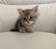 鹿児島県 福元 めぐみ ふくもと めぐみ ブリーダー みんなの子猫ブリーダー 鹿児島県 福元 めぐみ ふくもと めぐみ ブリーダー みんなの子猫ブリーダー
