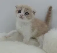 スコティッシュフォールド(折れ耳)【鹿児島県・男の子・2018年6月27日・クリームタビー&ホワイト】の写真1「7/31撮影」