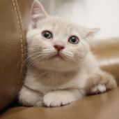 鹿児島県 福元 めぐみ ふくもと めぐみ ブリーダー みんなの子猫ブリーダー 鹿児島県 福元 めぐみ ふくもと めぐみ ブリーダー みんなの子猫ブリーダー