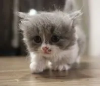 ミヌエット【鹿児島県・女の子・2019年11月7日・ブルー&ホワイト】の写真1「12月12日(木)撮影」