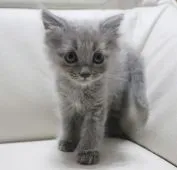 マンチカン(長足)【鹿児島県・男の子・2021年10月8日・ブルー】の写真1「11月20日(土)撮影」