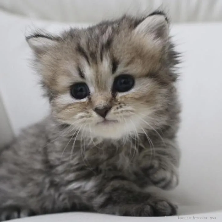 ID：2210-00367の子猫