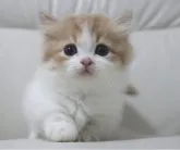 ミヌエット(短足)【鹿児島県・女の子・2023年8月18日・レッド&ホワイト】の写真2「10月7日(土)撮影」