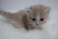 マンチカン(短足)【鹿児島県・男の子・2019年11月8日・クリーム&ホワイト】の写真2「12月9日(月)撮影」