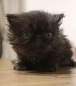 エキゾチックショートヘア【鹿児島県・男の子・2019年2月21日・ブラック】の写真2「3月27日撮影」