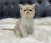 エキゾチックショートヘア【鹿児島県・男の子・2024年9月6日・クリームタビー&ホワイト】の写真2