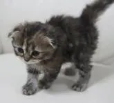 スコティッシュフォールド(折れ耳)【鹿児島県・女の子・2023年1月10日・ブラウンタビー】の写真3「2月11日(土)撮影」