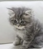 ミヌエット【鹿児島県・男の子・2021年9月30日・ブルータビー】の写真3「11月25日(木)撮影」