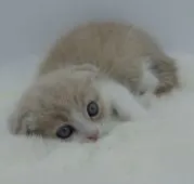 スコティッシュフォールド(折れ耳)【鹿児島県・男の子・2018年6月27日・クリームタビー&ホワイト】の写真3「7/31撮影」