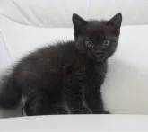 マンチカン(長足)【鹿児島県・男の子・2023年4月24日・ブラックスモーク】の写真4「6月3日(土)撮影」