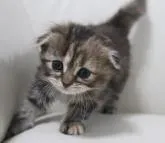 スコティッシュフォールド(折れ耳)【鹿児島県・女の子・2023年1月10日・ブラウンタビー】の写真4「2月11日(土)撮影」