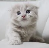 スコティッシュフォールド(折れ耳)【鹿児島県・男の子・2022年6月19日・クリームタビー】の写真4「7月26日(火)撮影」