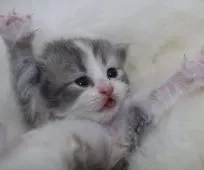 マンチカン(長足)【鹿児島県・女の子・2019年11月8日・ダイリュートキャリコ】の写真5「11月24日(日)撮影」