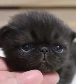 エキゾチックショートヘア【鹿児島県・男の子・2019年2月21日・ブラック】の写真5「3月11日撮影」