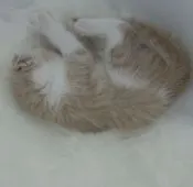 スコティッシュフォールド(折れ耳)【鹿児島県・男の子・2018年6月27日・クリームタビー&ホワイト】の写真5「7/31撮影」