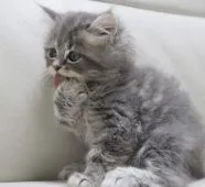 ミヌエット【鹿児島県・男の子・2021年9月30日・ブルータビー】の写真5「11月25日(木)撮影」