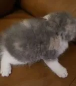 スコティッシュフォールド(折れ耳)【鹿児島県・女の子・2019年7月16日・ダイリュートキャリコ】の写真5「8月17日(土)撮影」