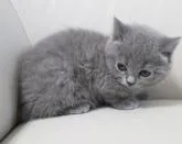 ブリティッシュショートヘア【鹿児島県・女の子・2022年11月13日・ブルー】の写真5「1月8日(日)撮影」