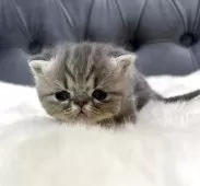 エキゾチックショートヘア【鹿児島県・女の子・2025年11月16日・ブルータビー】の写真10