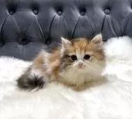 ミヌエット(長足)【鹿児島県・女の子・2025年11月4日・キャリコ】の写真4