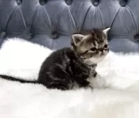 エキゾチックショートヘア【鹿児島県・女の子・2025年11月16日・ブラウンタビー】の写真11