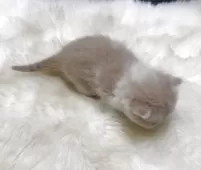 エキゾチックショートヘア【鹿児島県・男の子・2025年11月21日・クリーム&ホワイト】の写真12