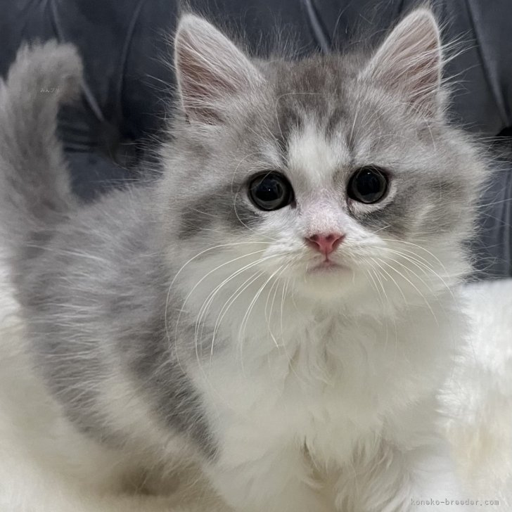 マンチカン(長足)【鹿児島県・男の子・2024年12月4日・ブルー