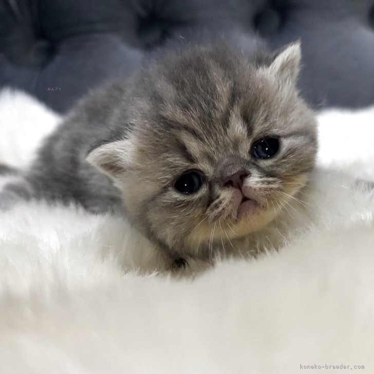 ブリーダー画像