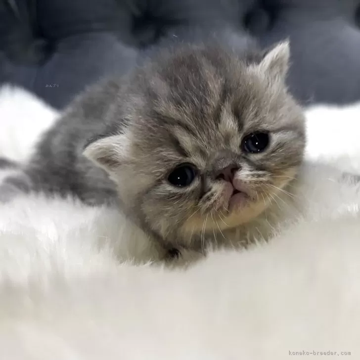 エキゾチックショートヘア【鹿児島県・女の子・2025年11月16日・ブルータビー】の写真1