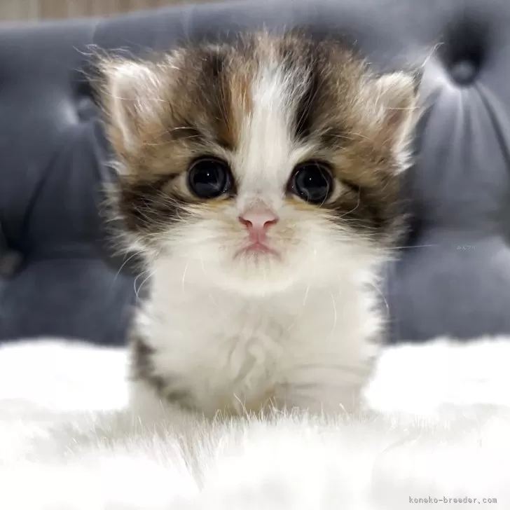 ID：2506-01649の子猫