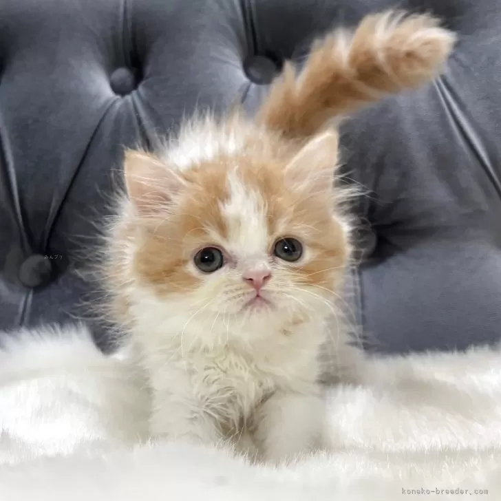 ID:2507-02470の子猫