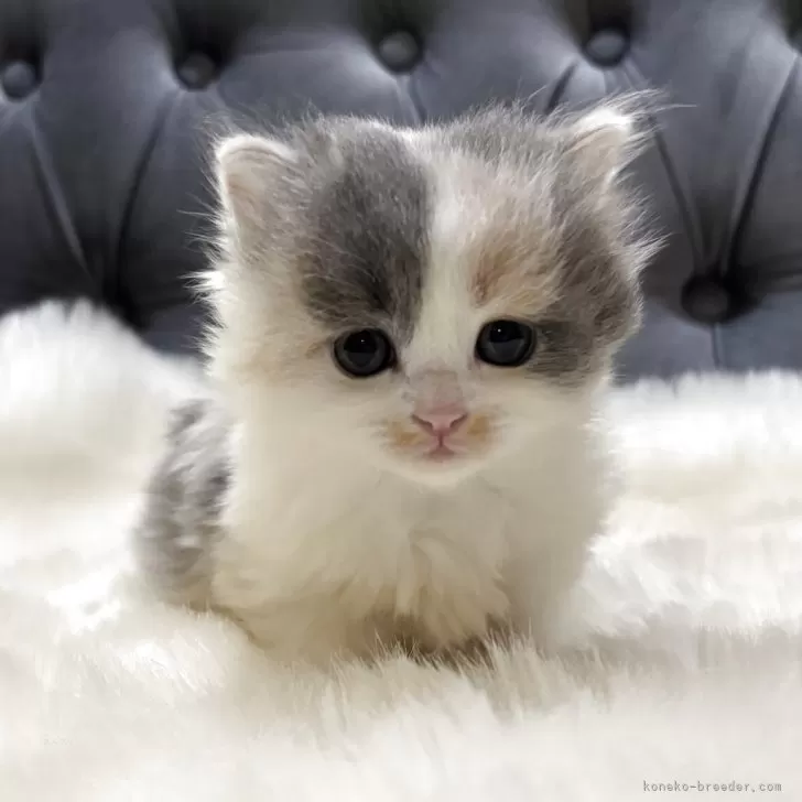 マンチカン(長足)【鹿児島県・女の子・2025年11月17日・ダイリュートキャリコ】の写真1