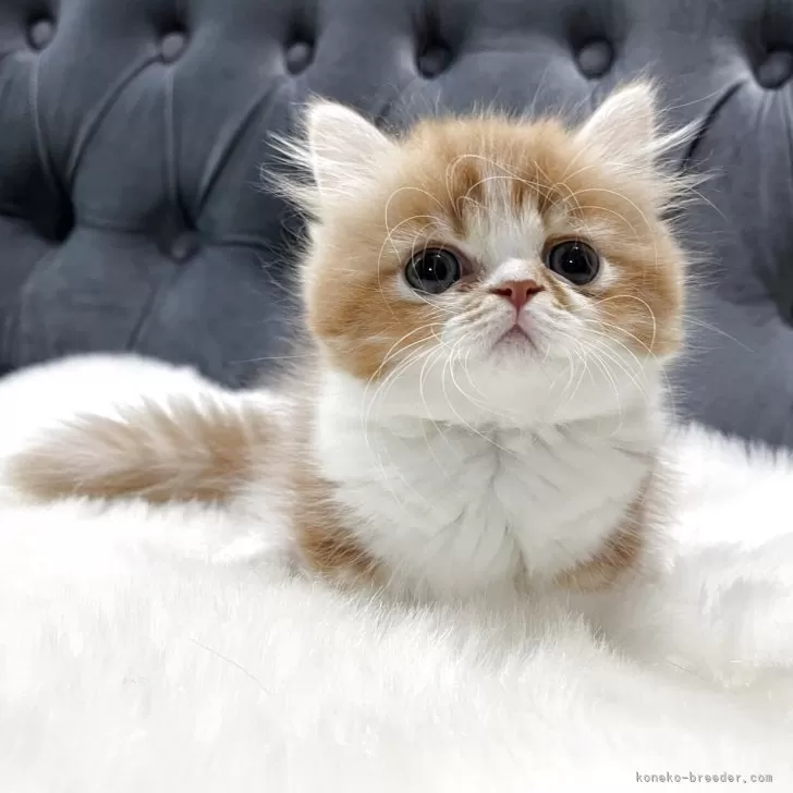 alice 様のお迎えした子猫