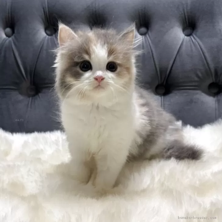 あんみかん 様のお迎えした子猫