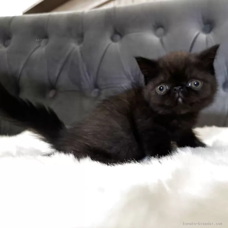 ID：2506-01822の子猫