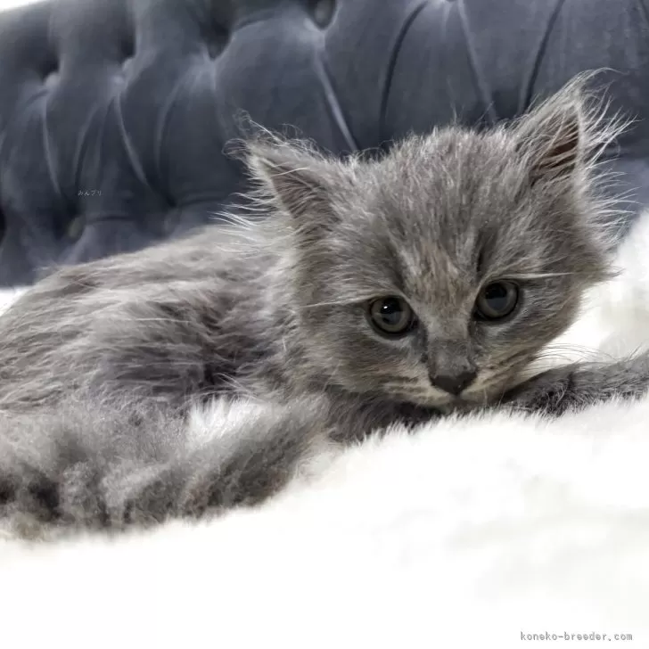 ID：2506-00236の子猫