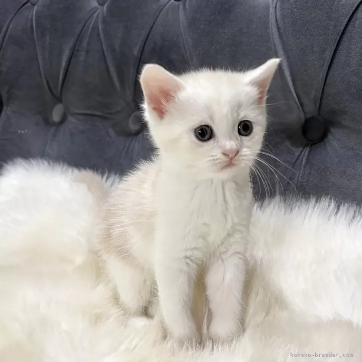 M.M 様のお迎えした子猫