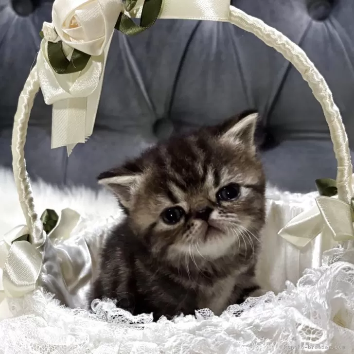 エキゾチックショートヘア【鹿児島県・女の子・2025年11月16日・ブラウンタビー】の写真1