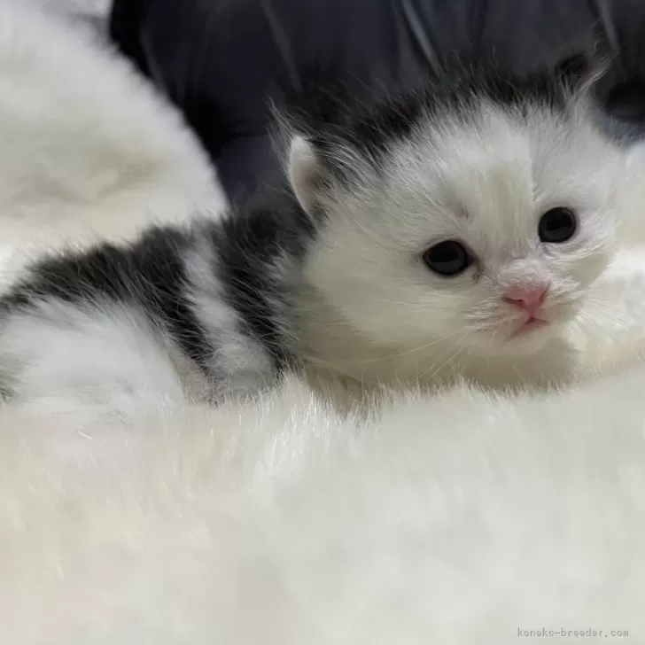 ID：2503-00864の子猫
