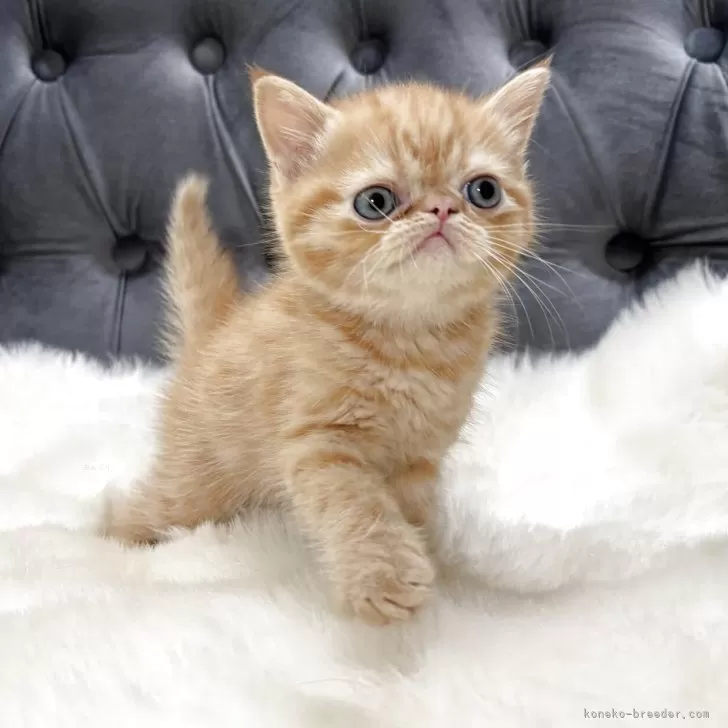 ID：2504-02014の子猫