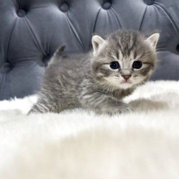 マンチカン(長足)【鹿児島県・男の子・2025年10月3日・ブルータビー】の写真「💕 癒し系ぼくちゃん🐈」