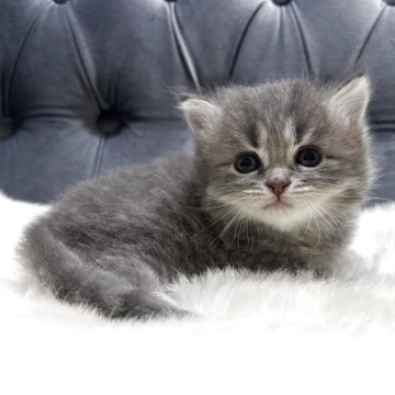 マンチカン(長足)【鹿児島県・男の子・2025年5月1日・ブルータビー】の写真「美系な男の子🐈」