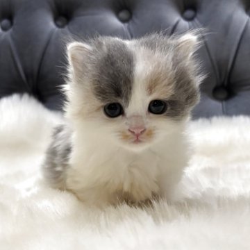 マンチカン(長足)【鹿児島県・女の子・2025年11月17日・ダイリュートキャリコ】の写真「🐾一目惚れ間違いなしの可愛さ💞」