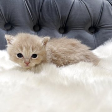 マンチカン(短足)【鹿児島県・男の子・2025年9月26日・クリーム】の写真「💕激カワ極短足なぼく♪」