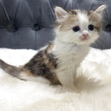 ミヌエット(長足)【鹿児島県・女の子・2025年11月4日・キャリコ】の写真「💕優しさお顔の女の子」